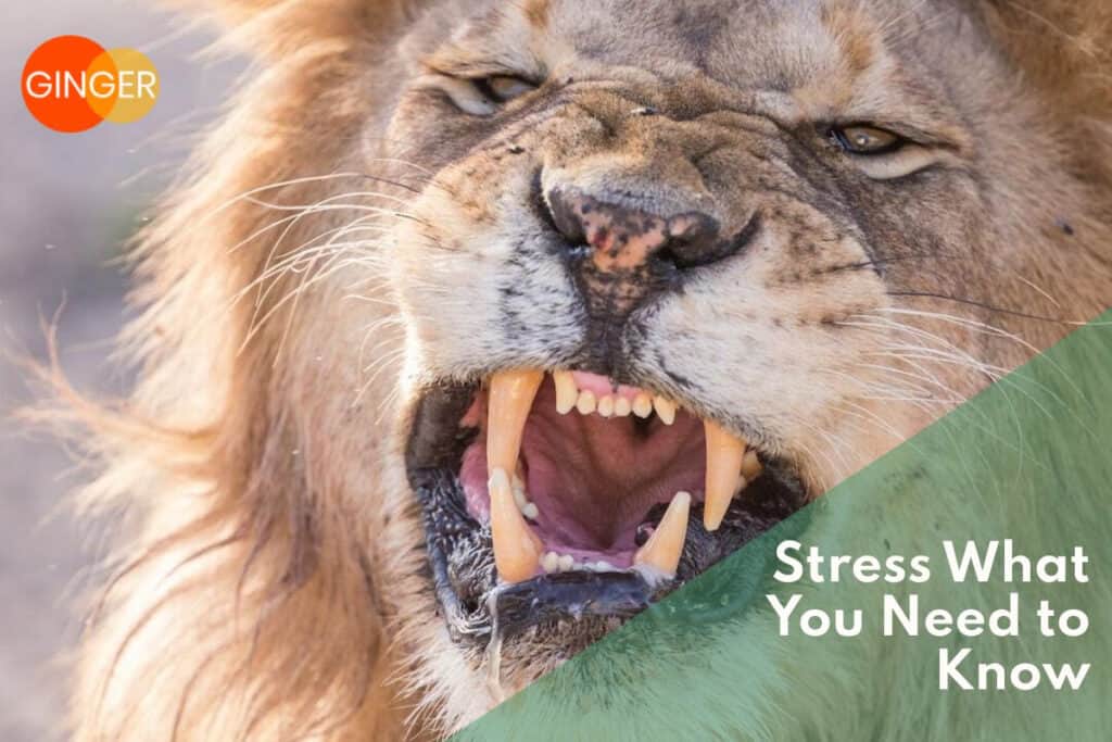 Stress What You Need to Know